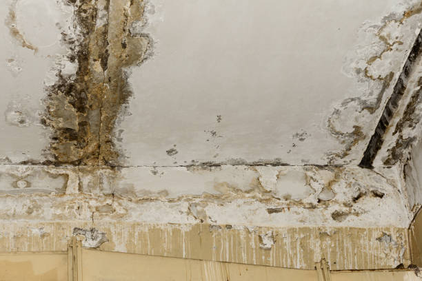 Best Residential Mold Inspection & Testing  in Zimmerman, MN